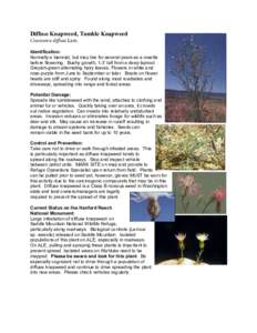 Diffuse knapweed / Biology / Agriculture / Botany / Tumbleweed / Noxious weed / Larinus / Larinus minutus / Agapeta zoegana / Curculionidae / Invasive plant species / Centaurea