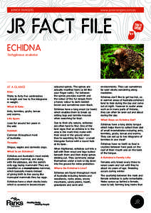 Junior RangerS  www.juniorrangers.com.au JR FACT FILE Echidna