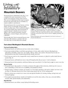 Mountain Beavers Mountain beavers (Aplodontia rufa, Fig. 1) are considered by many taxonomists to be the world’s most primitive living rodent species. They are not really beavers, but were so named because they gnaw ba
