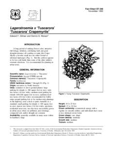 Fact Sheet ST-348 November 1993 Lagerstroemia x ‘Tuscarora’ ‘Tuscarora’ Crapemyrtle1 Edward F. Gilman and Dennis G. Watson2