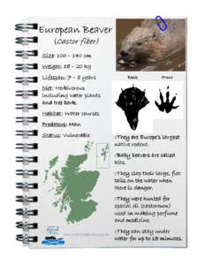 European Beaver (Castor fiber) fiber) Size: Size: 100 – 140 cm Weight: