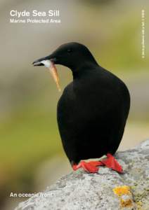 Marine Protected Area  An oceanic front A black guillemot with a fish © RSPB