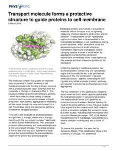 Transport molecule forms a protective structure to guide proteins to cell membrane