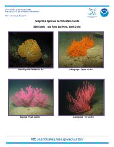 Deep Sea Species Identification Guide Soft Corals – Sea Fans, Sea Pens, Black Coral Acanthogorgia - Golden sea fan  Eugorgia - Purple sea fan