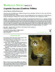Colocolo / Felinae / Felidae / Oncilla / Pampas Cat / Margay / Oncifelis / Felis / Andean mountain cat / Fauna of South America / Leopardus / Pantanal Cat