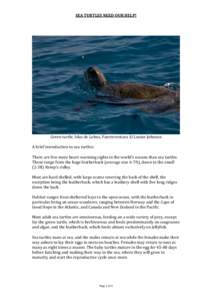 SEA TURTLES NEED OUR HELP!  Green turtle, Islas de Lobos, Fuerteventura © Louise Johnson A brief introduction to sea turtles:
