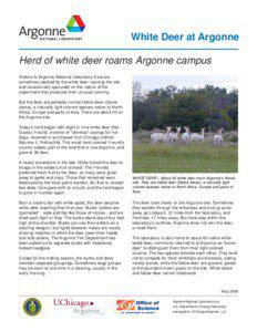 White Deer at Argonne Herd of white deer roams Argonne campus Visitors to Argonne National Laboratory-East are