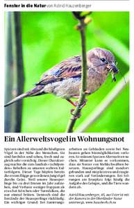 Fenster in die Natur von Astrid Hauzenberger  Ein Allerweltsvogel in Wohnungsnot Spatzen sind mit Abstand die häufigsten Vögel in der Nähe des Menschen. Sie sind furchtlos und scheu, frech und zugleich sehr vorsichtig