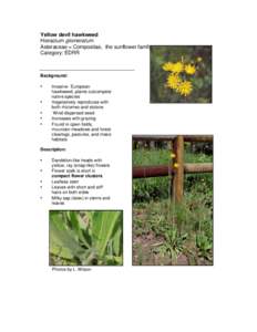 Yellow devil hawkweed Hieracium glomeratum Asteraceae = Compositae, the sunflower family Category: EDRR  Background: