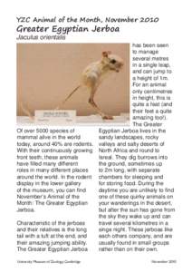YZC Animal of the Month, NovemberGreater Egyptian Jerboa Jaculus orientalis  has been seen