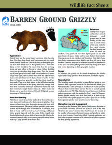 Wildlife Fact Sheets  Barren Ground Grizzly Ursus arctos  Appearance