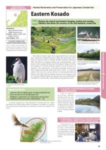 Ornithology / Sado /  Niigata / Fauna of Asia / American White Ibis / Northern Bald Ibis / Threskiornithidae / Taxonomy / Crested Ibis