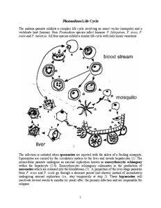 Plasmodium Life Cycle The malaria parasite exhibits a complex life cycle involving an insect vector (mosquito) and a vertebrate host (human). Four Plasmodium species infect humans: P. falciparum, P. vivax, P.