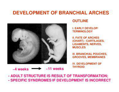 Microsoft PowerPoint - Branchial Arches Lectureff.ppt