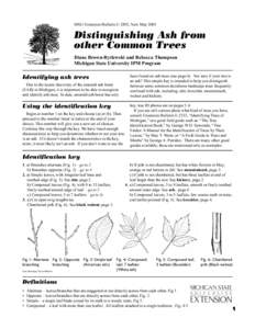 MSU Extension Bulletin E-2892, New May[removed]Distinguishing Ash from other Common Trees Diane Brown-Rytlewski and Rebecca Thompson Michigan State University IPM Program