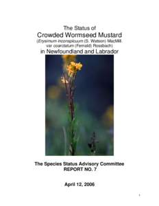 The Status of  Crowded Wormseed Mustard (Erysimum inconspicuum (S. Watson) MacMill. var coarctatum (Fernald) Rossbach)