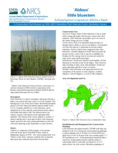 Conservation Plant Release Brochure Aldous little bluestem (Schizachyrium scoparium)