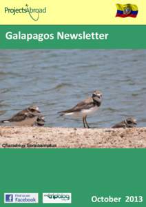 Galapagos Newsletter  Charadrius Semipalmatus ~1~