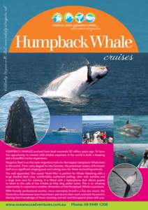 Celebrating 20 years in the whale cruise industry at ningaloo reef.  discover ningaloo HumpbackWhale