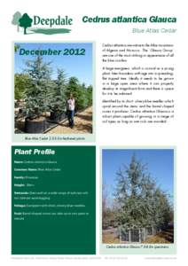 Cedrus atlantica Glauca (Blue Atlas Cedar) - Fact Sheet