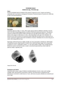 HYDROBIID SNAILS Beddomeia spp., Phrantela spp. Status Of the 41 hydrobiid species included in this manual, 19 species are rare, 5 species are listed as vulnerable and 13 are listed as endangered (Tasmanian Threatened Sp