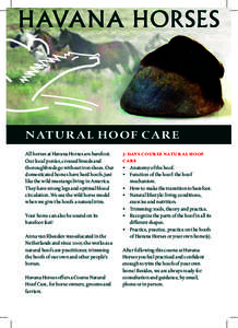 HAVANA HORSES  NATUrAL HOOF cAre All horses at Havana Horses are barefoot. Our local ponies, crossed breeds and thoroughbreds go without iron shoes. Our