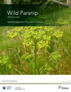 Wild Parsnip (Pastinaca sativa) Best Management Practices in Ontario  ontario.ca/invasivespecies