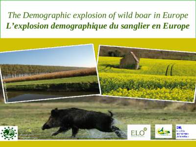 The Demographic explosion of wild boar in Europe L’explosion demographique du sanglier en Europe Content of Presentation  The Wild Boar, its increase in Europe and its nutrition