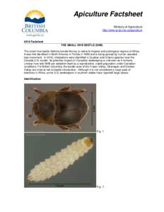 Apiculture Factsheet Ministry of Agriculture http://www.al.gov.bc.ca/apiculture #218 Factsheet THE SMALL HIVE BEETLE (SHB)