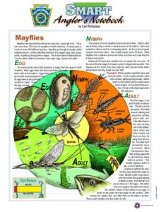 Mayflies  NYMPH Mayflies are important food items for many fish, especially trout. There are more than 700 kinds of mayflies in North America. Pennsylvania is