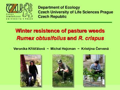 Department of Ecology Czech University of Life Sciences Prague Czech Republic Winter resistence of pasture weeds Rumex obtusifolius and R. crispus