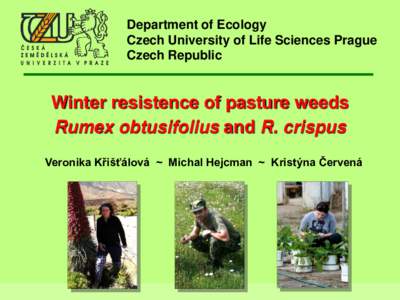 Rumex / Czech University of Life Sciences Prague / Czech Republic