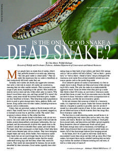 Photo by Richard Dowling  Non-venomous corn snake DEAD SNAKE? IS THE ONLY GOOD SNAKE A