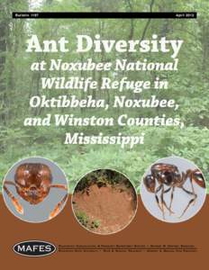 B1197 Ant Diversity at Noxubee National Wildlife Refuge in Oktibbeha, Noxubee, and Winston Counties, Mississippi