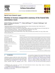 c o r t e x8 2 e9 6  Available online at www.sciencedirect.com Journal homepage: www.elsevier.com/locate/cortex