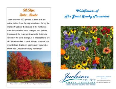 Fall Foliage: October– November There are over 100 species of trees that are native to the Great Smoky Mountains. During the month of October the leaves of the hardwood trees turn beautiful reds, oranges, and yellows.