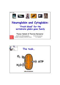 Mainz[removed]Neuroglobin and Cytoglobin: “Fresh blood“ for the vertebrate globin gene family Thomas Hankeln & Thorsten Burmester