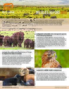 WILDLIFE REPORT 2015 For more than 40 years, Morris Animal Foundation has provided financial support to address health concerns for thousands of distinct and biologically diverse species. Monitoring and maintaining globa