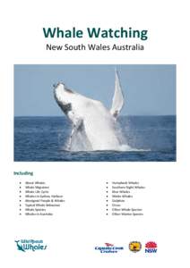 Whale Watching New South Wales Australia Including • •
