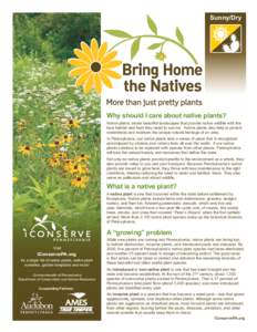 Sunny/Dry  Why should I care about native plants? Native plants create beautiful landscapes that provide native wildlife with the best habitat and food they need to survive. Native plants also help to protect