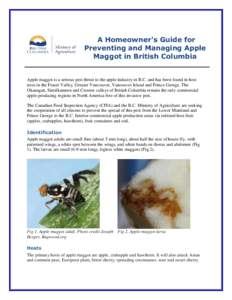 A Homeowners Guide for Preventing and Managing Apple Maggot in British Columbia