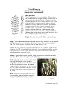 Agriculture / Basal shoot / Weed / Simarouba / Herbicide / Allelopathy / Bark / Ailanthus / Biology / Botany