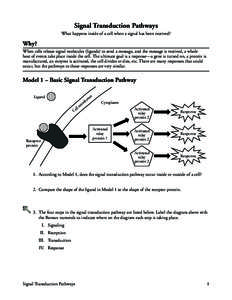 Basic Signal Transduction Pathway