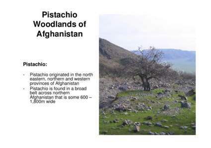 Microsoft PowerPoint - Imsail Pistachio Woodlands