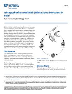 CIR920  Ichthyophthirius multifiliis (White Spot) Infections in Fish1 Ruth Francis-Floyd and Peggy Reed2