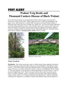 Pest Alert Walnut Twig Beetle and Thousand Cankers Disease of Black Walnut For at least the past decade, an unusual decline of black walnut (Juglans nigra) has been observed in several western states. Initial symptoms in