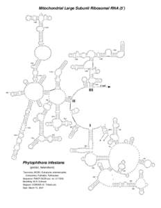 Mitochondrial Large Subunit Ribosomal RNA (5’)  900 UAA A