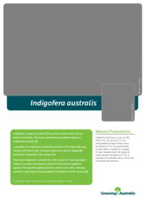 Environment of Australia / Flora of Australia / Flora of Western Australia / Indigofera australis / Indigofera / I. australis / Seed / Indigo / Natural history of Australia / Flora of New South Wales / Flora of Tasmania