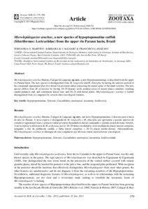 Microlepidogaster arachas, a new species of hypoptopomatine catfish (Siluriformes: Loricariidae) from the upper rio Paraná basin, Brazil