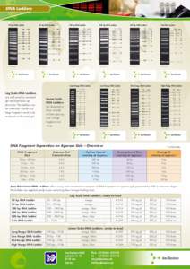 DNA Ladders  20 bp DNA Ladder 50 bp DNA Ladder